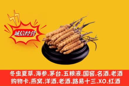 东河区名酒回收冬虫夏草.jpg